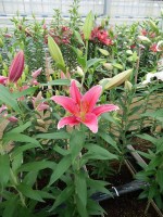 [5353 Night Fever DJ No01.JPG]